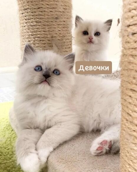 Фотография товара